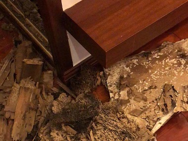 夏港白蚁防治所：教你3个关键点快速区分散白蚁和家白蚁