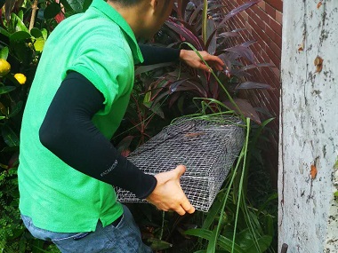东区专业捕蛇机构住宅小区发现蛇害频发的应对方法