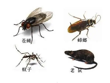大沙除四害科学防控解决各类虫害问题最全方案